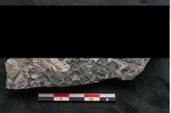 Foto (Detailansicht) von Lepidodendron selaginoides Sternbg. (NHMW-GEO-2024-0188-11039)